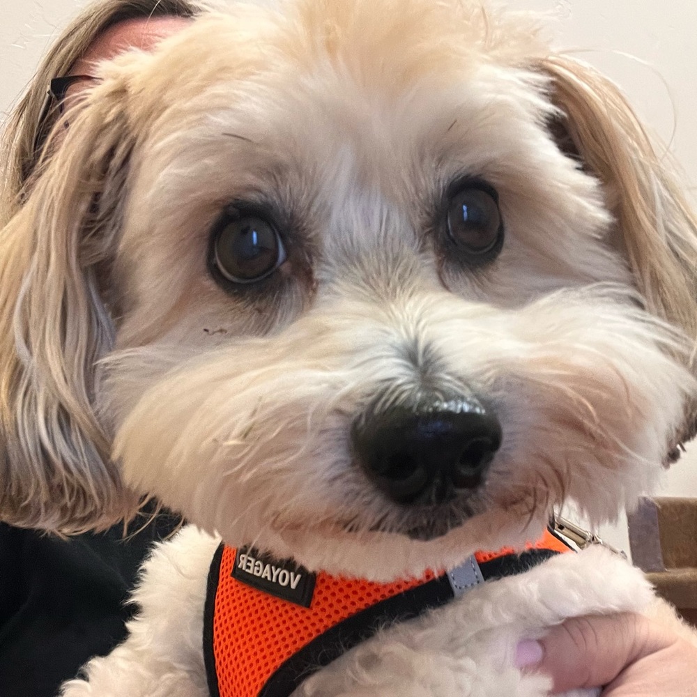 Meet your Posher, Cynthia